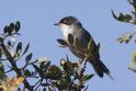 J01_2498 Sardinian Warbler